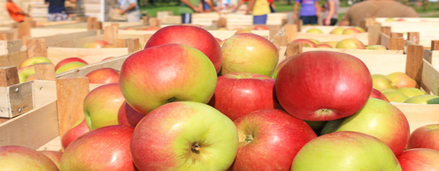 Milyen almát érdemes vásárolni?